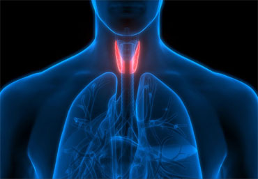 thyroid-management